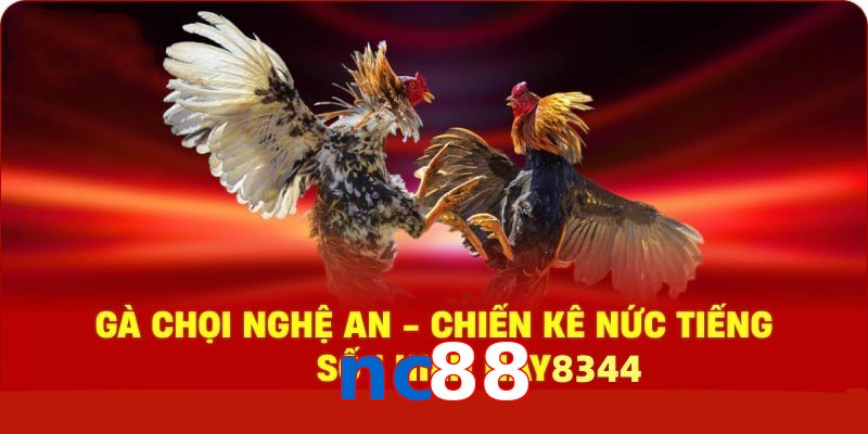 Gà Chọi Nghệ An – Chiến Kê Nức Tiếng Số 1 Hiện Nay